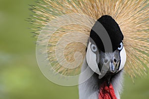 Crowned Crane - Bird with a crazy hairdo photo