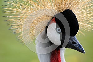 Crowned Crane - Bird with a crazy hairdo