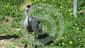 Crowned crane bird in Zoo cage