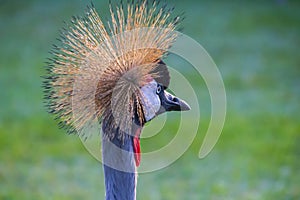 Crowned crane in burundi