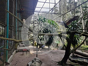 The Crowned crane in cage