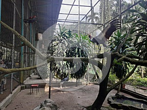 The crowned crane in cage