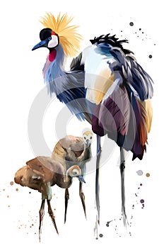 Crowned crane and Chicks