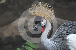 The Crowned Crane Close Up