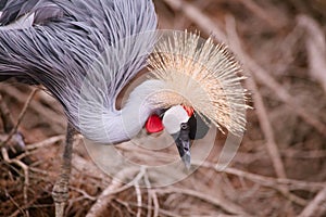 Crowned crane close up