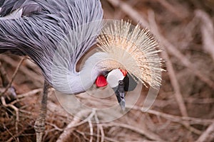 Crowned crane close up photo