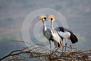 Crowned Crane Couple