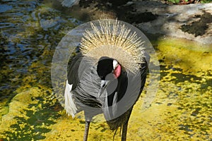 Crowned Crane in a Florida wild, closeup