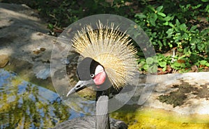 Crowned Crane in a Florida wild, closeup