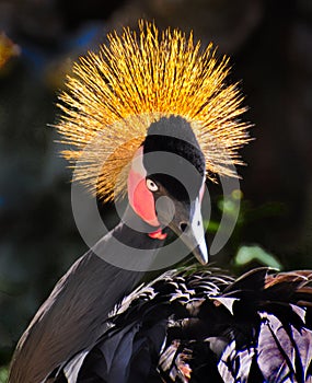 Bellissimo ovest incoronato gru tropicale giardino zoologico uccello esotico 