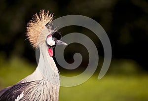 Crowned Crane headdress