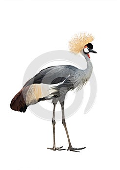 Crowned crane isolated on white background