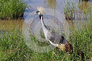 Crowned crane, Kenya