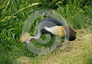 Crowned Crane, Kenya