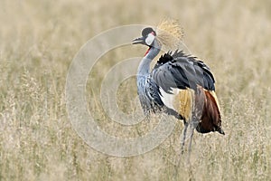 Crowned Crane in Kenya