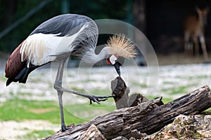 Crowned crane lokking out for wood in a big peace of wood