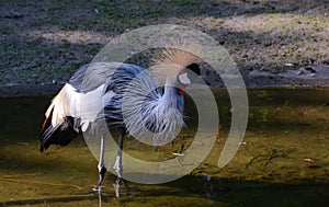 Crowned crane in a pond with wet feathers