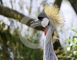 Crowned Crane portrait, photographed in South Africa.