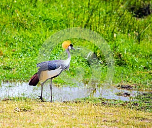 Crowned crane. Southeast Kenya