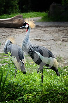 Crowned crane standing alone in a field