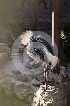 Crowned crane stands on a stone in the zoo