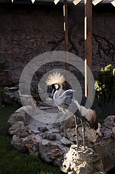 Crowned crane stands on a stone in the zoo