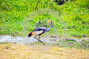 Crowned crane. Trip to Kenya