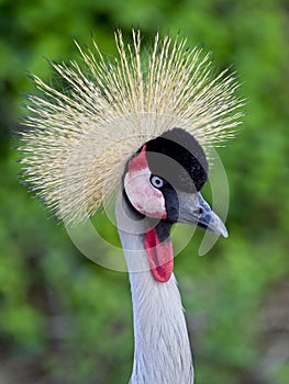 The crowned crane vertical portrait