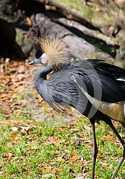 Crowned Crane of West Africa