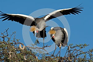 Crowned cranes