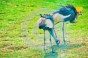 Crowned Cranes