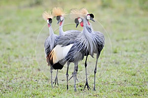 Crowned-Cranes courtship