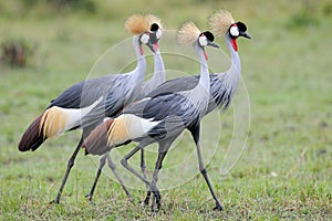 Crowned-Cranes courtship