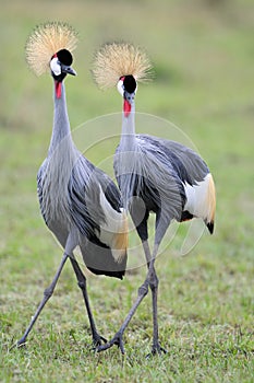 Crowned-Cranes courtship