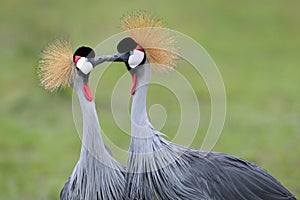 Crowned-Cranes courtship