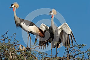 Crowned cranes displaying photo