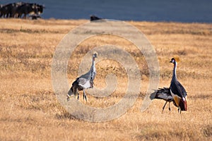 Crowned cranes in the grassland of the Ngorongoro Crater Conservation Area. Safari concept. Tanzania. Africa