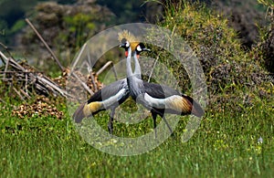 Crowned cranes love