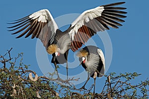 Crowned cranes, southern Africa