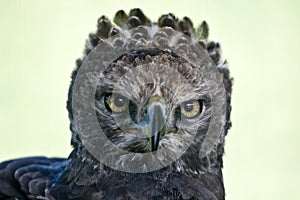 Crowned eagle