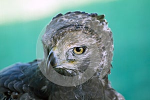 Crowned eagle