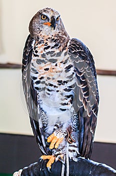Crowned eagle is a large bird of prey