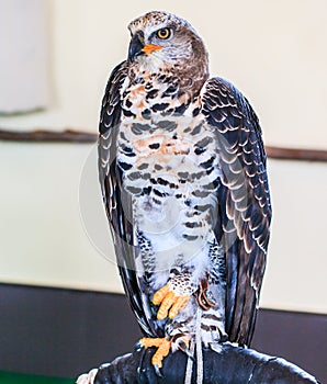 Crowned eagle is a large bird of prey