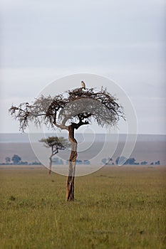 Crowned eagle perching on top of tree