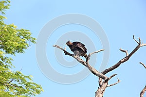 Crowned eagle