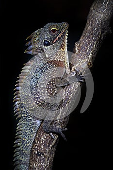 Crowned forest dragon, Lophosaurus dilophus, or Indonesian forest dragon, is a large arboreal agamid lizard found in New Guinea