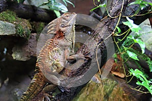 Crowned forest lizard