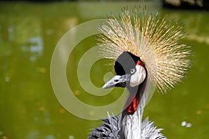 crowned with a golden crown on the green background of the water