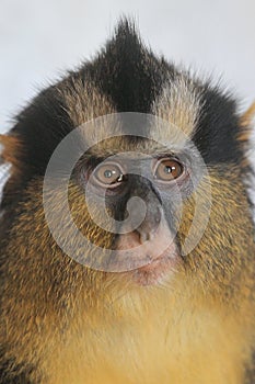 Crowned guenon