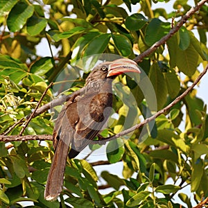 Crowned hornbill